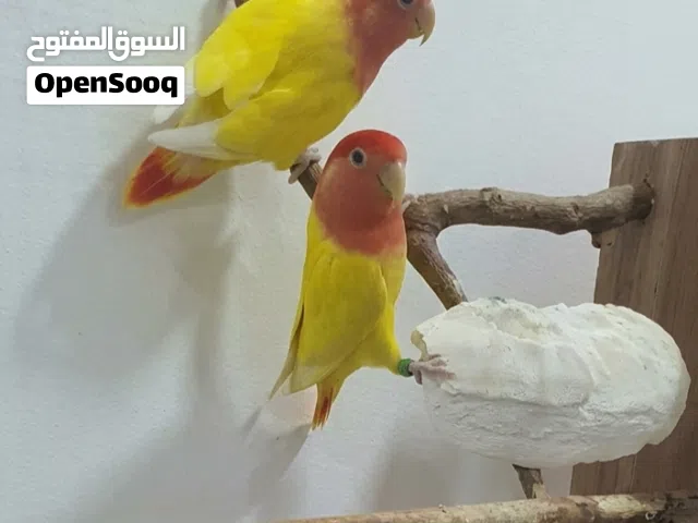 للبيع زوج لوف بيرد   لاتينو رد اوبلاين   لون مميز و مستوى قوي   صحة و نشاط  جاهز للإنتاج