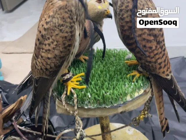 للبيع طيور احجام طيبه وصحه ممتازه معاهم اغراضهم دس وسبوق وبرقع سعر الواحد 25 دينار