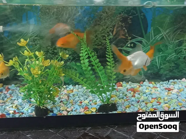 حوض سمك للبيع
