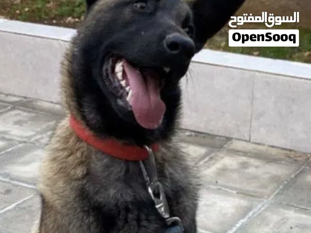 مش للبيع للزواج كلبة من نفس النوع