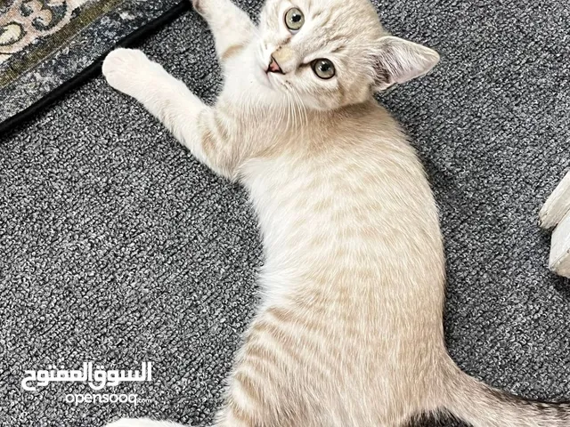 قطة ذكر للتبني