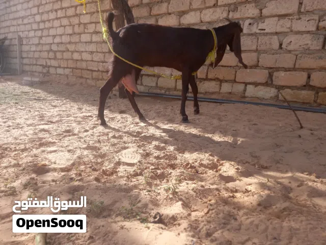 عنز مبدلتش امهجنا عل القبرصي جابت جدي ومات في عمرشهرين عنز حليب كل يوم لتر