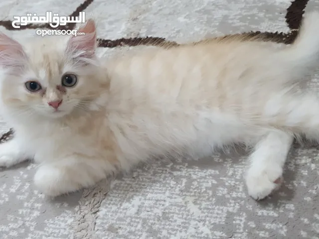 قطه شيرازي للبيع عمر 3 شهور