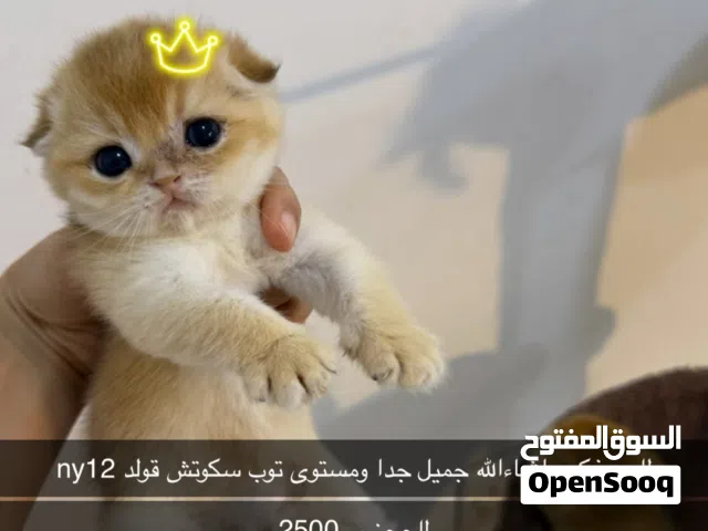 للبيع للحجز سكوتش فولد ذكر ny12