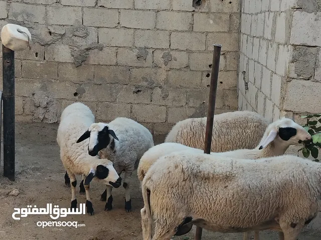 قبرصي سوبر كل اسنان اللبن وحدها حبتين واحده