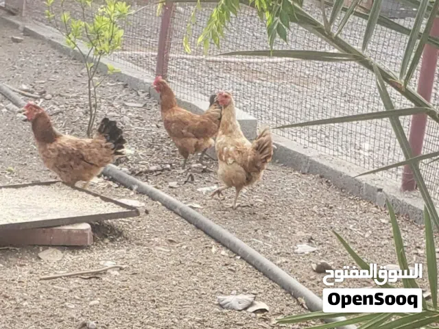 دجاج فرنسي بياض بسعر ممتاز