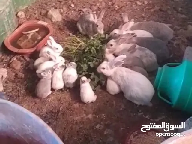 6 اناثي وذكر و فراخهم