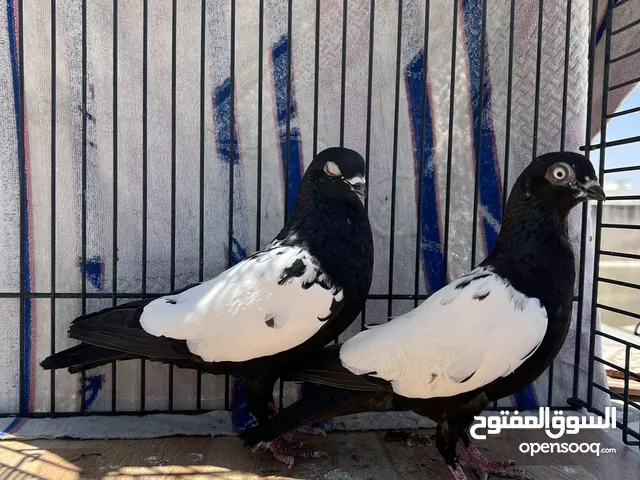 جوز مزهورات سود