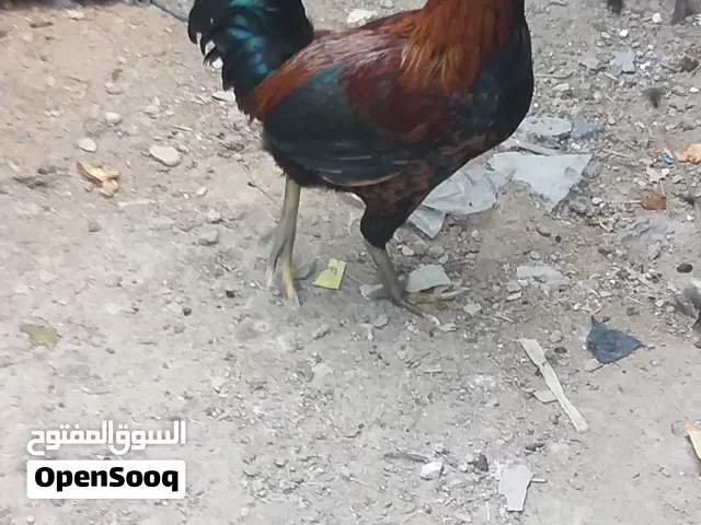 ديوجه اثنين  للبيع