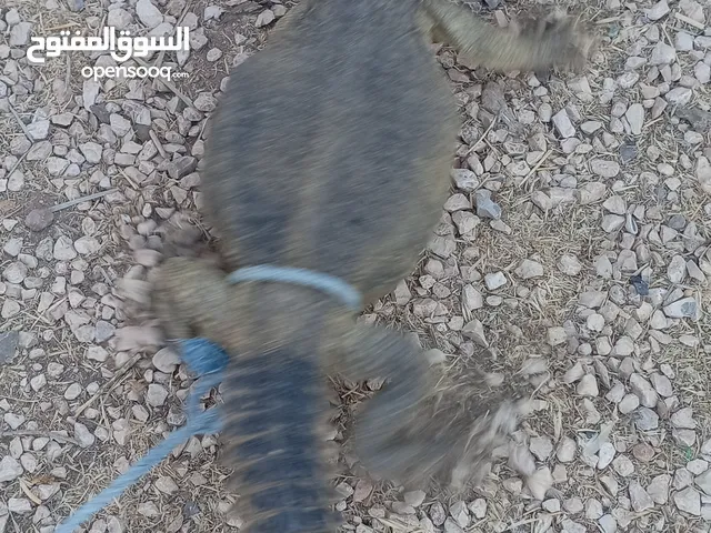 حيوان الضب (ضب) للبيع في بلدة البويضة