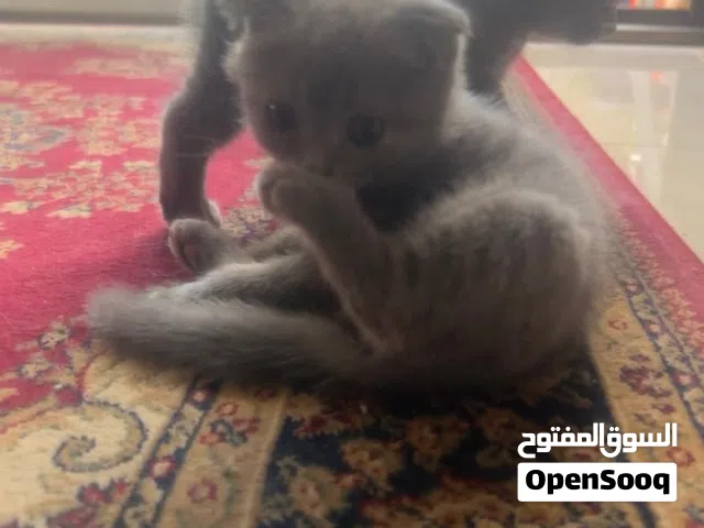 قطط سكوتش فولد للبيع بسعر مغري