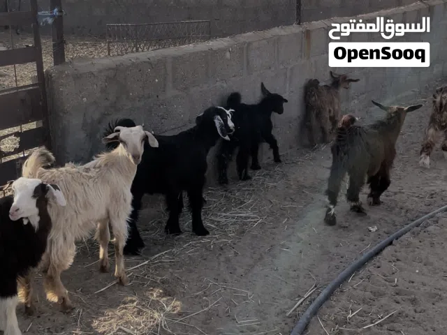 للبيع سخلات ذبايح
