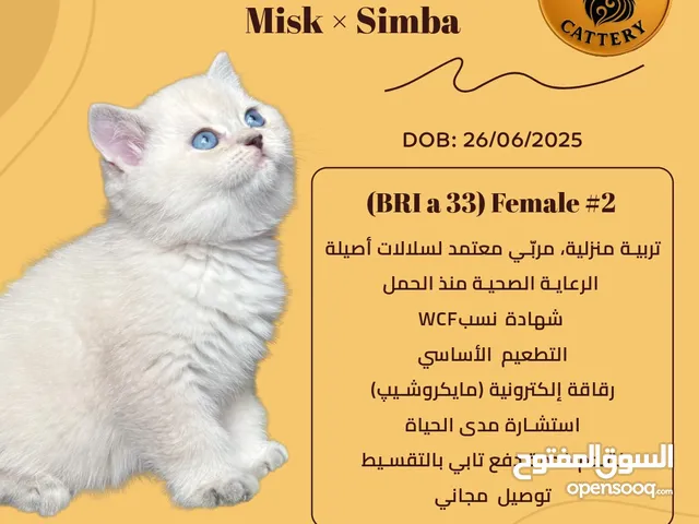 برتش شورت هير مع شهادات نسب  British Shorthair