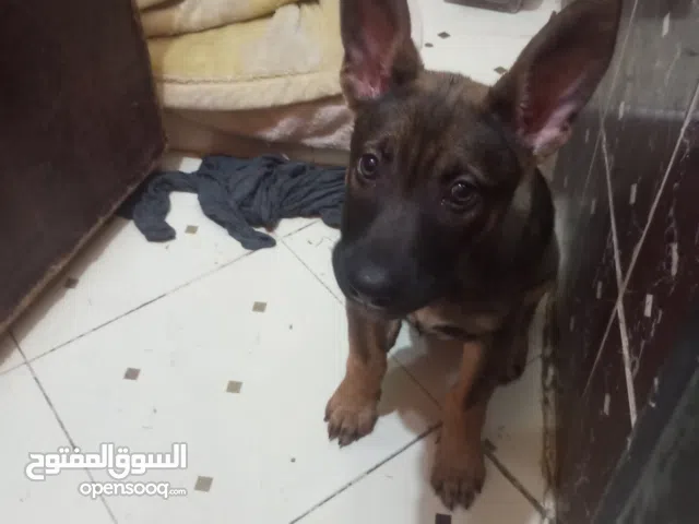 كلب ملنوا للبيع