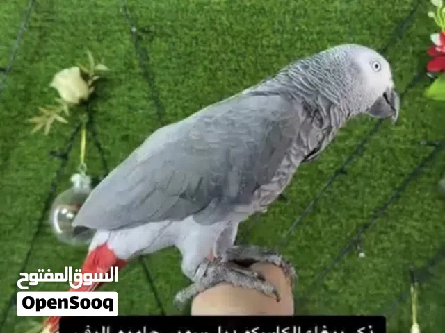 ببغاء كاسكو اليف ومتكلم وصحته فول