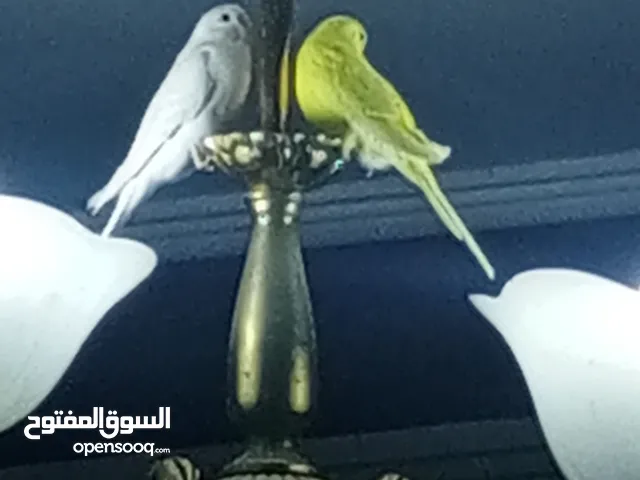 طيور حب (بادجي) مع قفص الوان اصفر وابيض