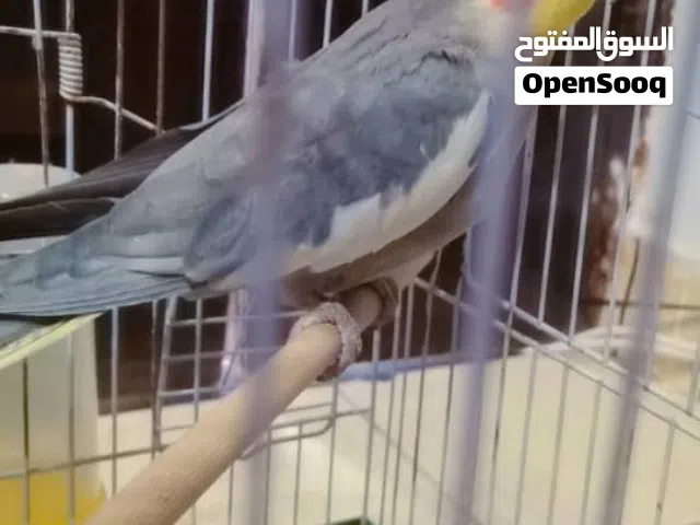 انتى كوكتيل ماشاء الله