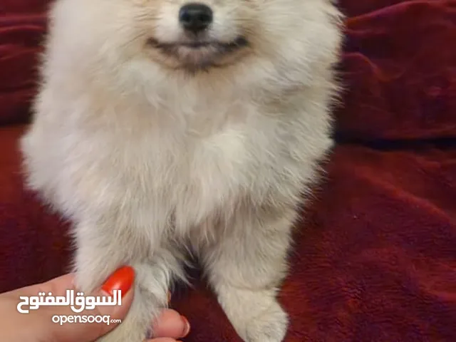 بومرينيان Pomeranian