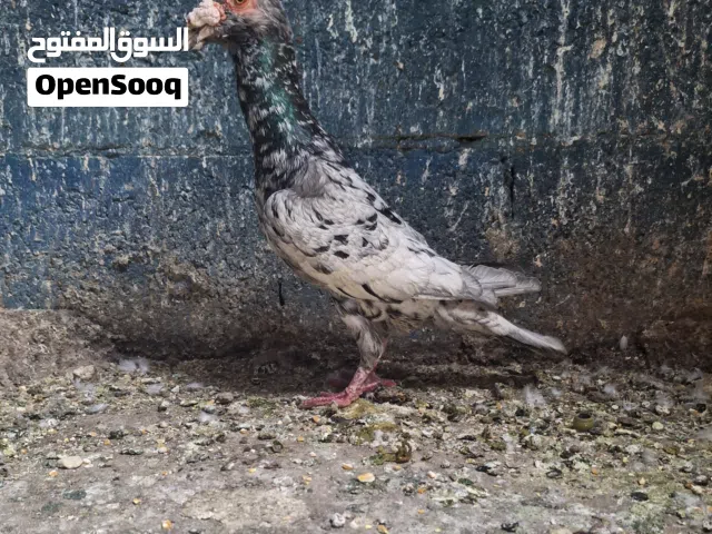 فحل بغدادي قراقطه