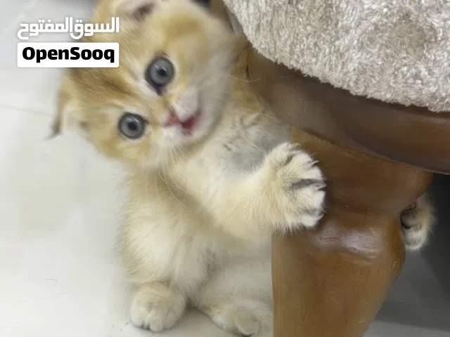 سلام عليكم قط سكوتش فولد للبيع
