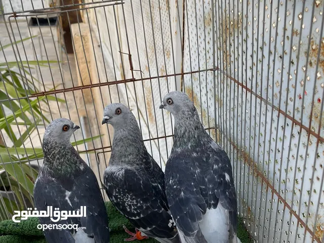 حمام كش للبيع