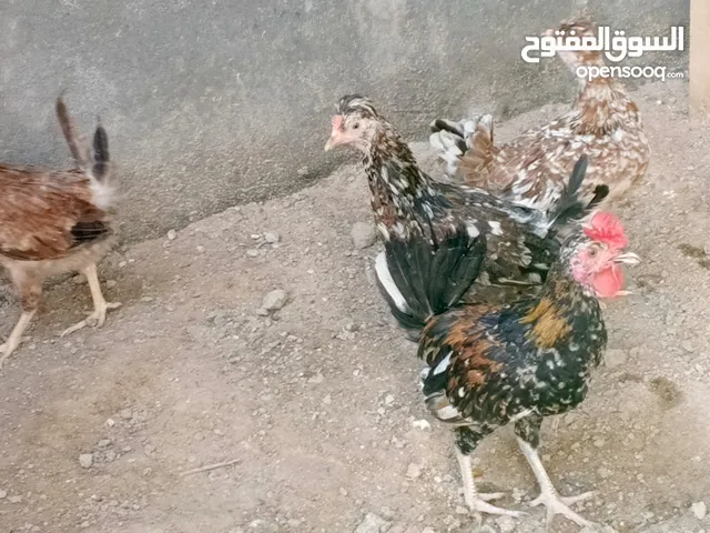 دجاج افرك تراثه التك ب30