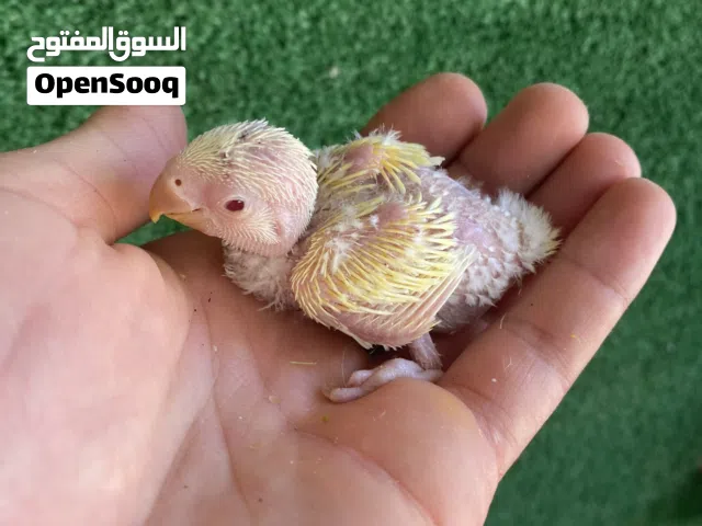 انتاج روز للترويض