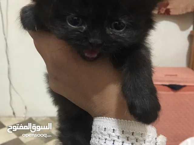 قطه انثى بعمر شهر ونص