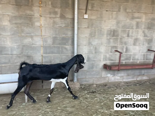 للبيع شاه باكستانيه