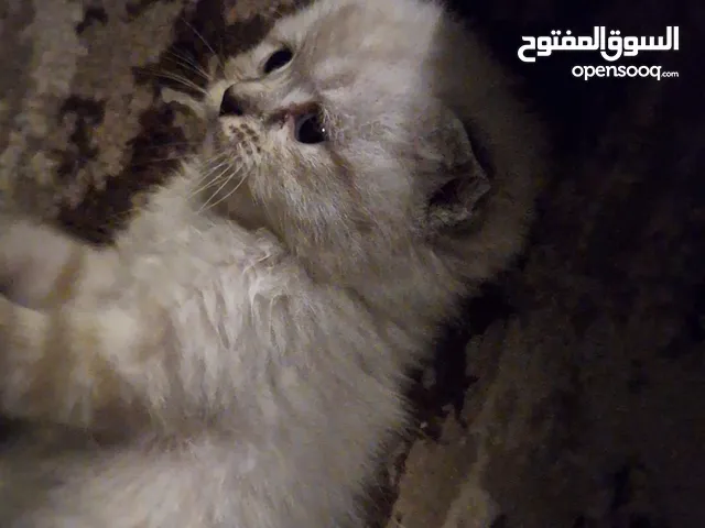 كيتن اسكوتش فولد و استريت بيور للبيع