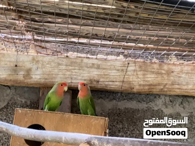 ببغاء الروز