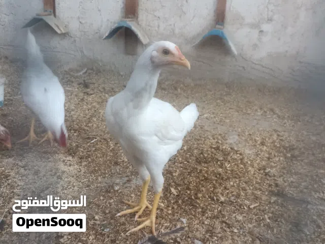 دجاجتين وديج ابيض