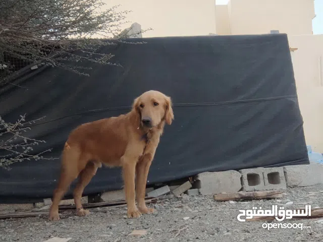 كلب جولدن بيع او سقب