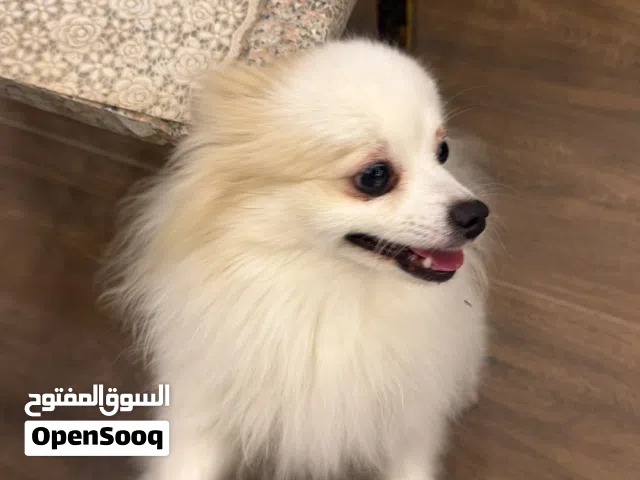 كلب بومرين أنثى لعوبه وتحب الأطفال