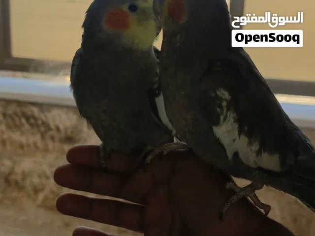 ببغاء كوكتيل للبيع اليف التفاصيل في الوصف البيع الثنين مع بعض الواحد 50 او البدل مع فراخ دره