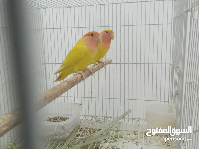 زوج لافبيرد