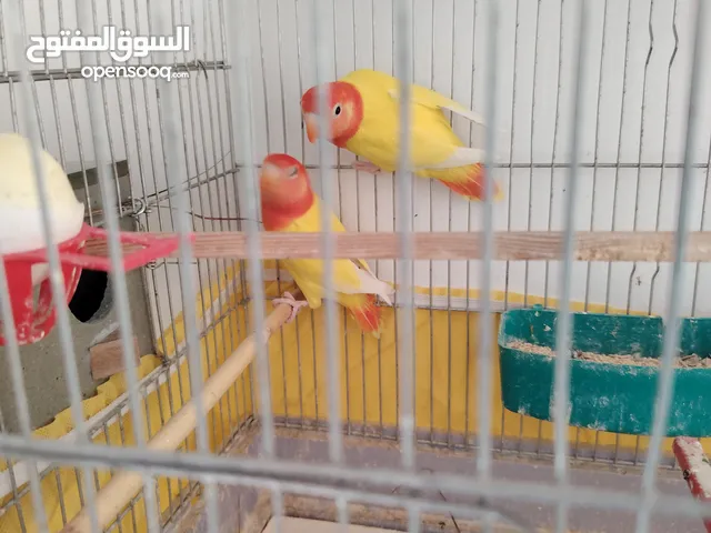 مجموعة طيور روز وفشر للبيع أو البدل