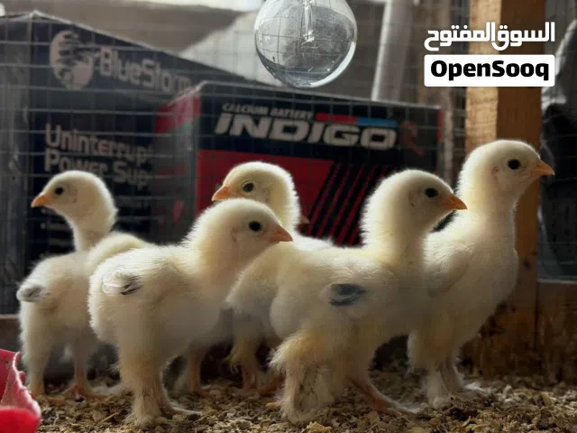 افراخ دجاج براهما دكتورة تركي خط اول