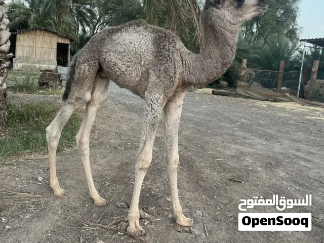 قعود للبيع