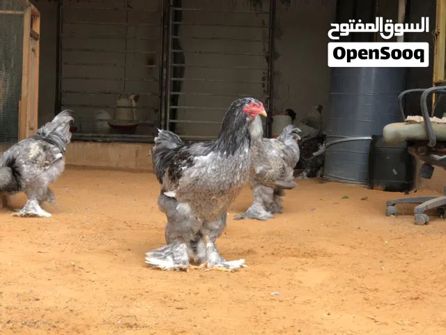 دجاج براهما