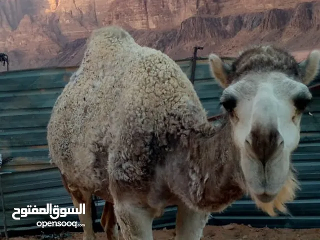 ناقه ثنيه ضحيه