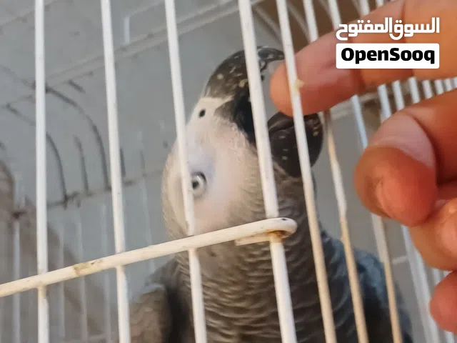 ببغاء زنجيباري