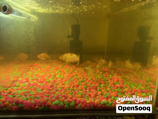 للبيع اسماك و الحوض