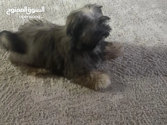 كلب شتزو عمره 6 شهور مطعم ومع جوازه و المايكروجب مع جميع اغراضه تواصل واتس فقط