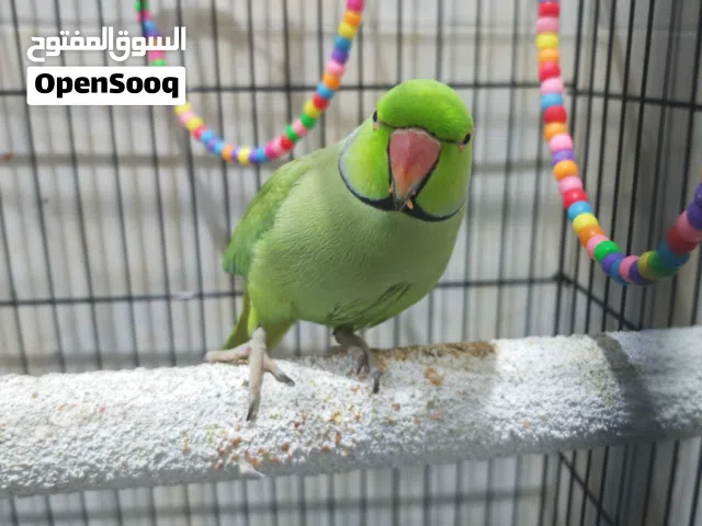 للبيع ذكر درة متكلم اليف جدا