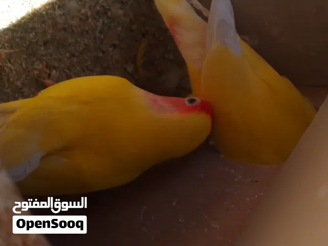 زوج روز لاتينو شغال صلاة النبي