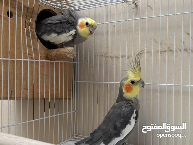 ببغاء كروان ذكر الواحد ب 9ریال شامل القفص و البيت الخشب التواصل على الرقم موقع صلاله ببغاء ذكر