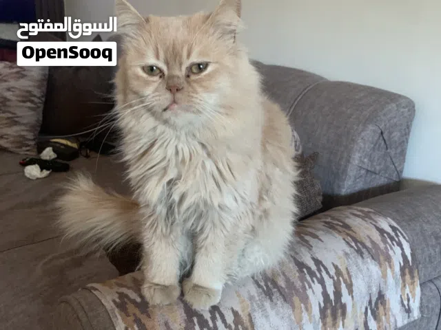 قط هملايا للبيع