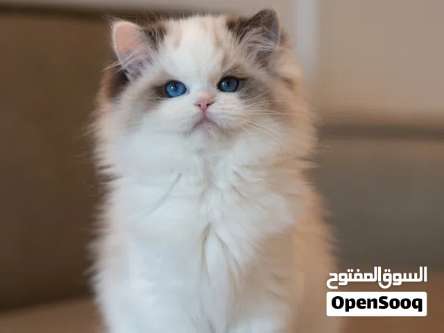 Ragdoll kitten available