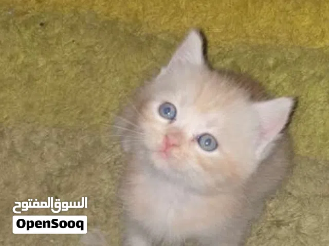 للبيع كتن بعمر الشهرين صحته ممتازه ومتعلم عليتر بوكس